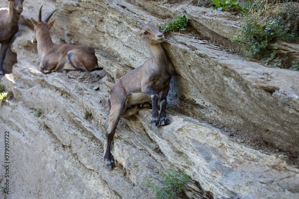 Obraz Stambecco su Roccia