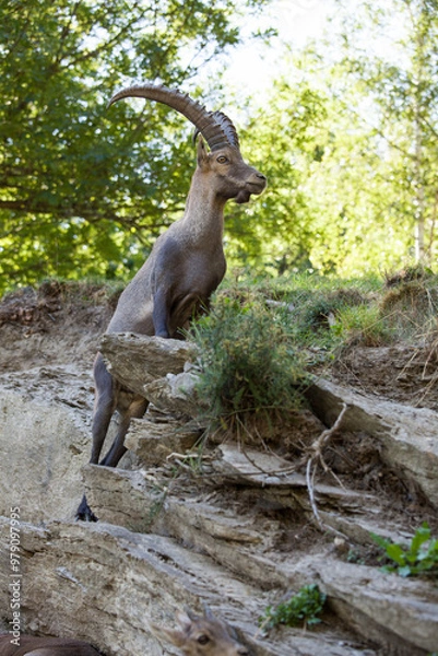 Obraz Stambecco su Roccia