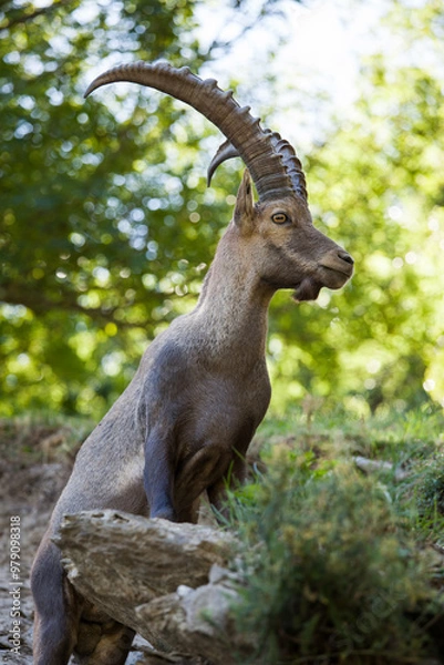 Obraz Stambecco su Roccia