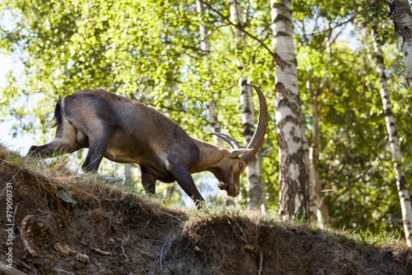 Obraz Stambecco su Roccia