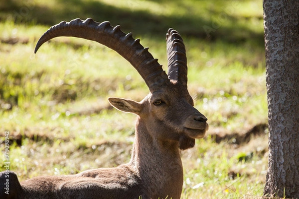 Obraz Stambecco su Roccia
