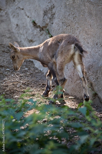 Obraz Stambecco su Roccia