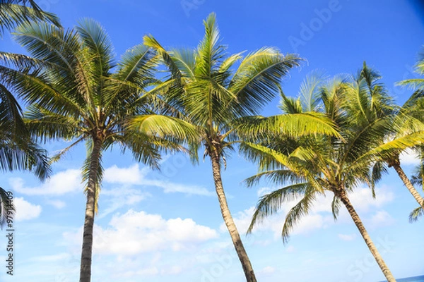 Fototapeta Tropical coconut trees