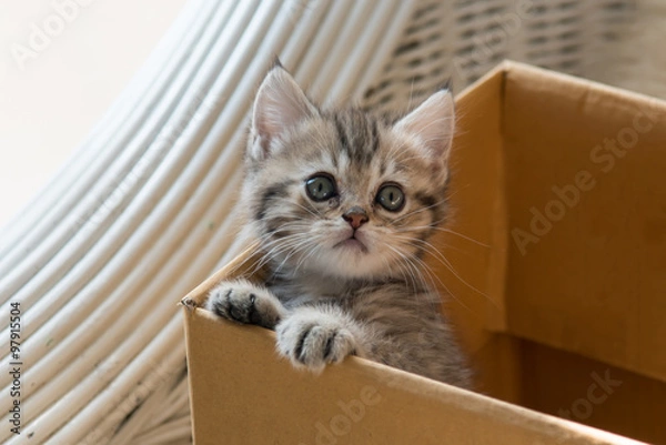 Obraz Cute tabby persian kitten