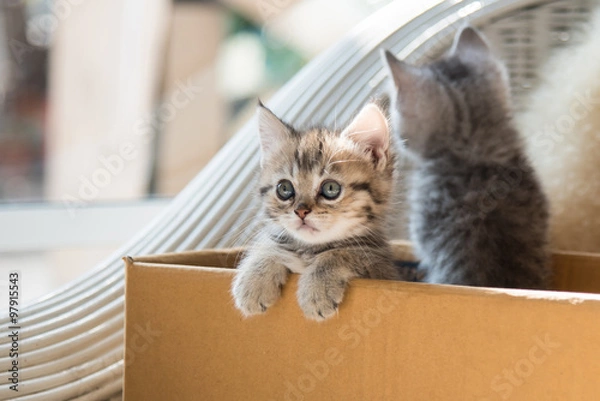 Obraz Cute tabby persian kitten