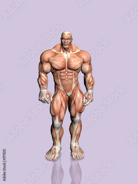 Fototapeta anatomy of the man.