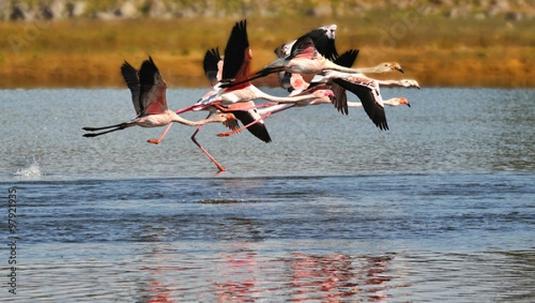 Obraz Flamingos