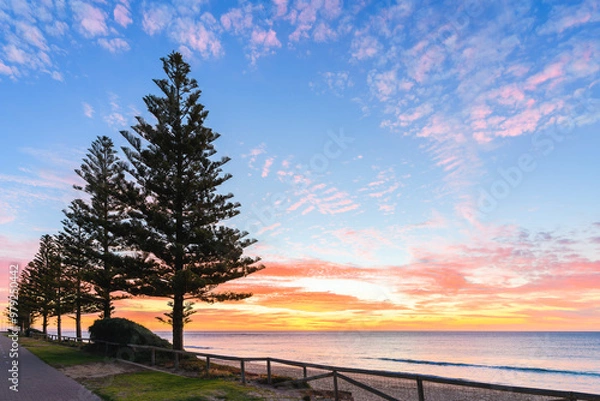Fototapeta Christies beach with pine trees viewed from the Esplanade at sunset , South Australia