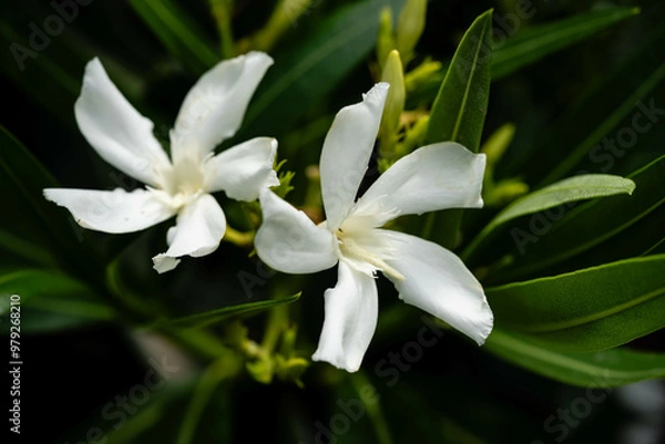 Obraz Die giftige Gartenblume nerium Oleander apocynaceae ganz in weiß