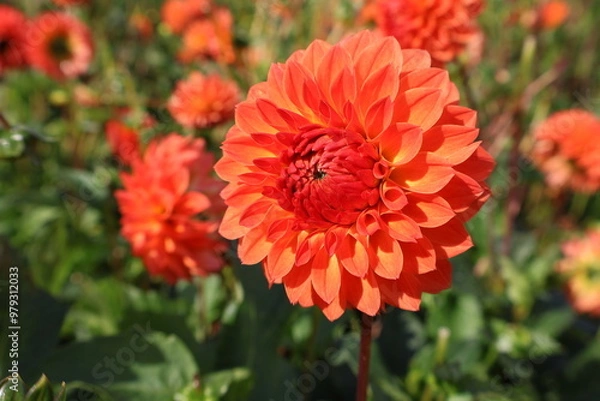 Fototapeta Dahlia at a field of colorfull flowers with a bee/fly.
