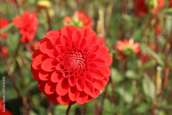 Fototapeta Dahlia at a field of flowers with a lot of color and a bee/fly