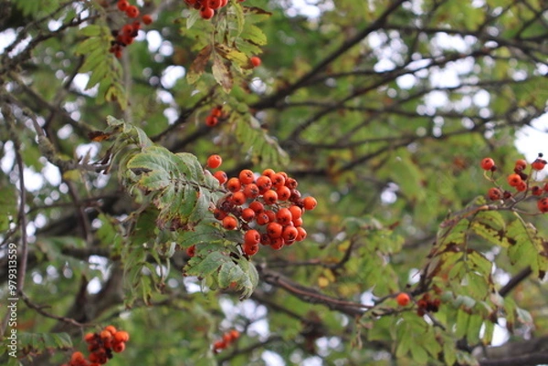 Fototapeta Red berrys in a tree hanging