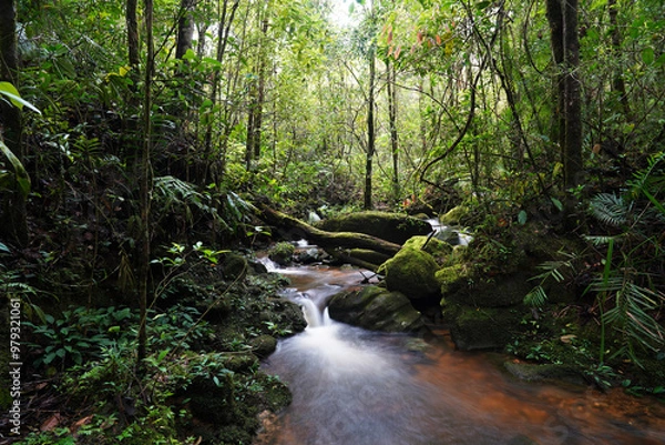 Obraz stream in the rainforest