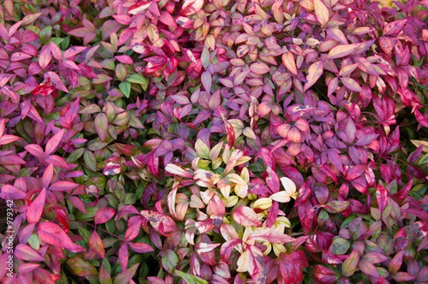 Obraz nandina foliage