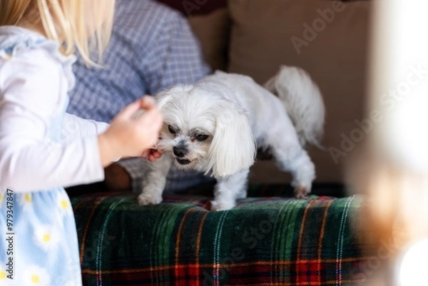 Fototapeta A closeup portrait of a small white boomer dog standing up next to its master on the couch with a small girl trying to feed it something while it still has a beefstick chewing snack in its mouth.