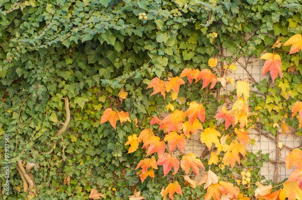 Fototapeta Wall overgrown with tendril grape colorful in autumn