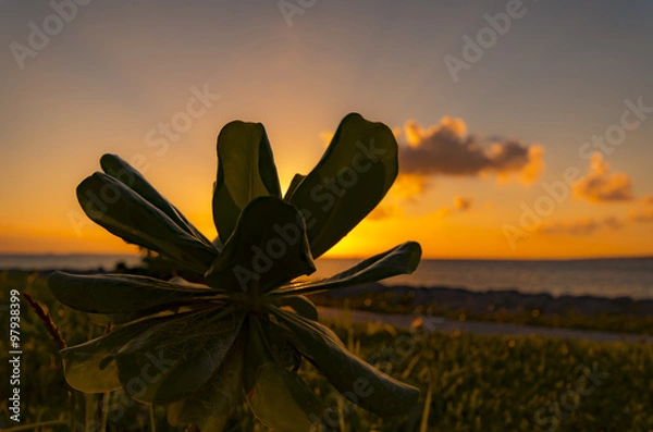 Obraz 夕日に照らされる植物