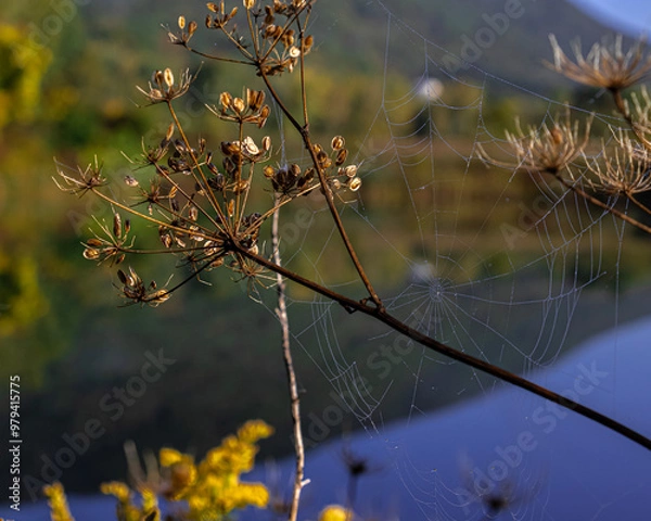 Fototapeta spider web by pond