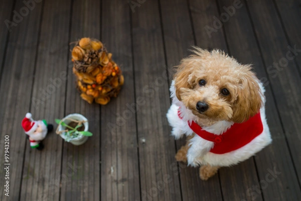 Obraz トイプードルのサンタクロースとリース
