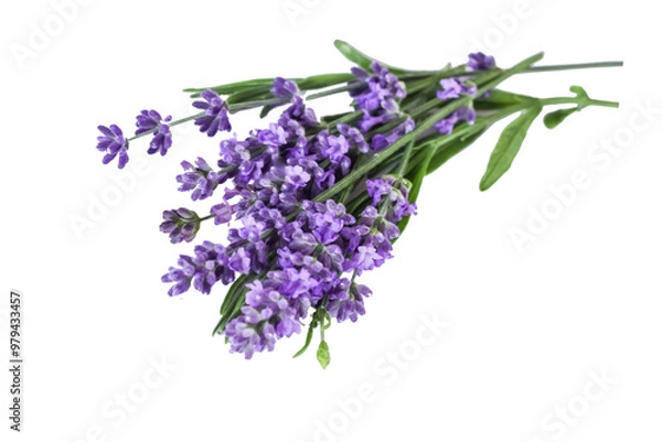 Obraz bouquet of several lavender flowers isolated on a white background.