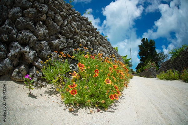 Fototapeta 花と珊瑚の道