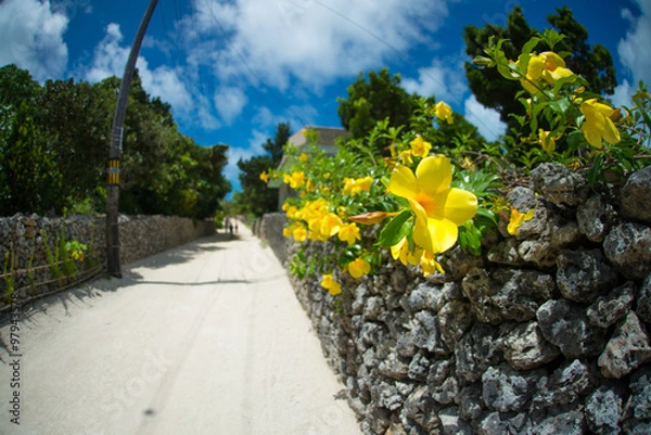Obraz ハイビスカスと珊瑚の道