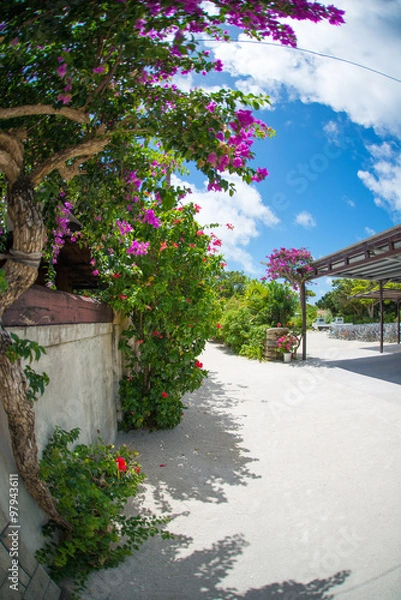 Obraz ハイビスカスと珊瑚の道