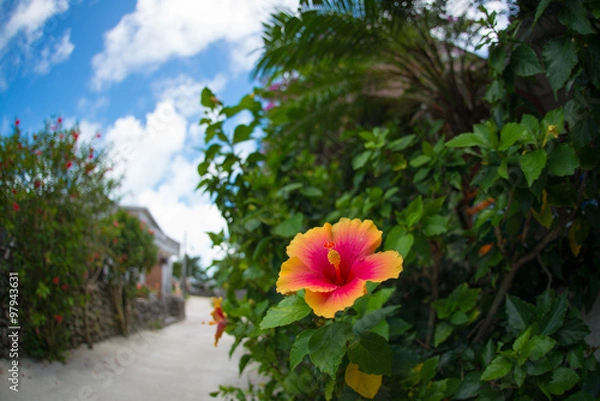 Fototapeta ハイビスカスと珊瑚の道