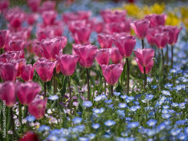 Obraz チューリップとネモフィラ