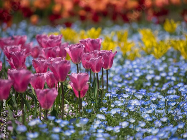 Obraz チューリップとネモフィラ