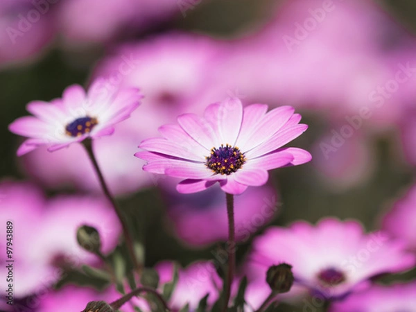 Obraz リビングストンデージー