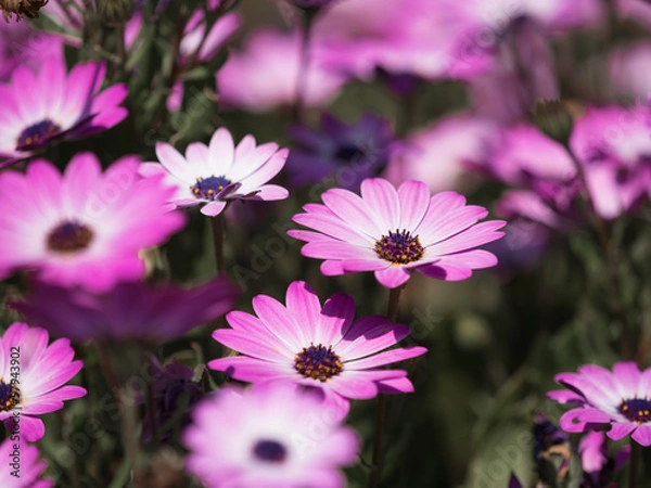 Fototapeta リビングストンデージー