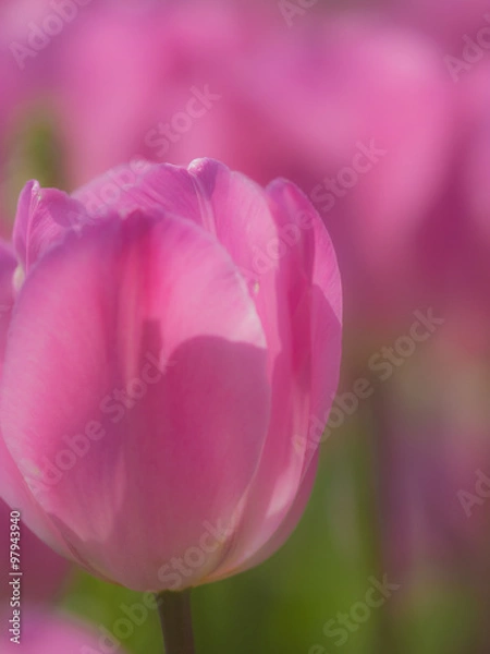 Fototapeta チューリップ