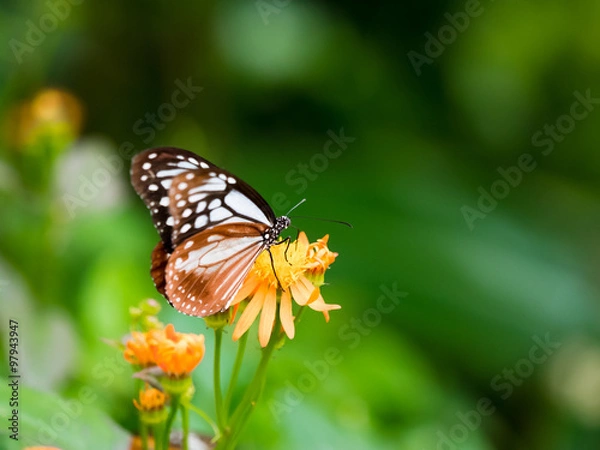 Fototapeta OLYMPUS DIGITAL CAMERA