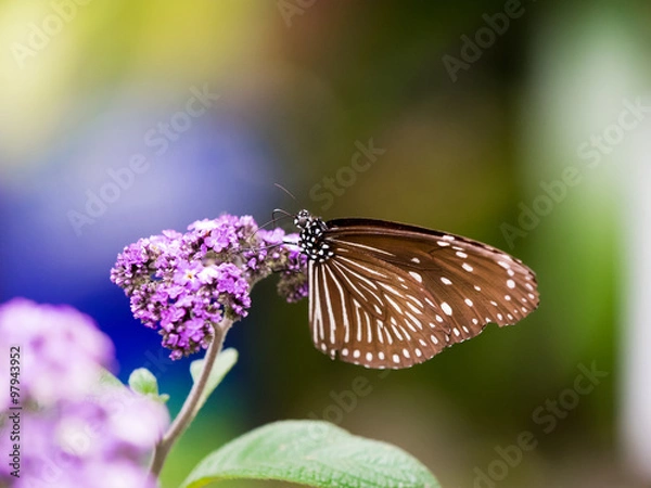 Fototapeta OLYMPUS DIGITAL CAMERA