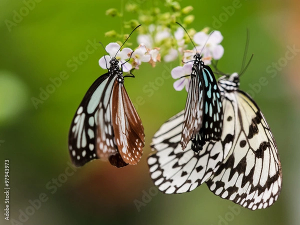 Obraz アサギマダラとオオゴマダラ
