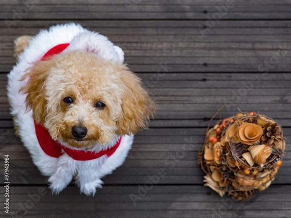 Fototapeta トイプードルのサンタクロース