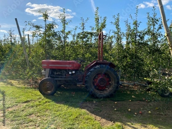 Fototapeta Apples being harvested from orchard in UK in the autumn with vintage tractor