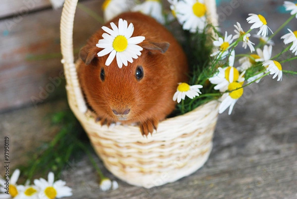 Obraz Морская свинка в корзине