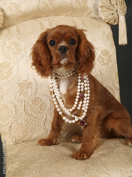 Fototapeta Stock photo of a King Charles Cavalier puppy