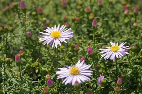 Obraz Aster alpinus Albus