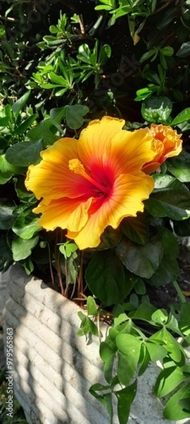 Obraz flower in the garden