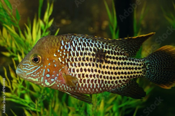 Obraz aquarium