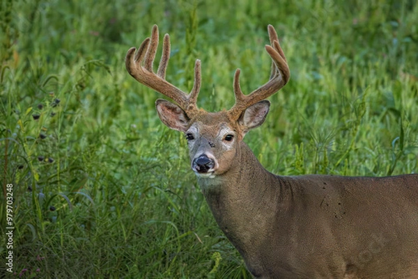 Obraz WHITETAIL DEER_ BUCK