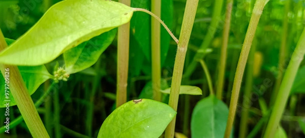 Obraz leaf with drops