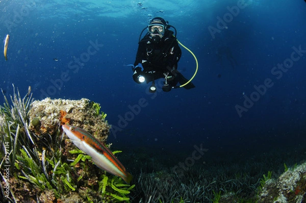 Obraz girelle i tłok