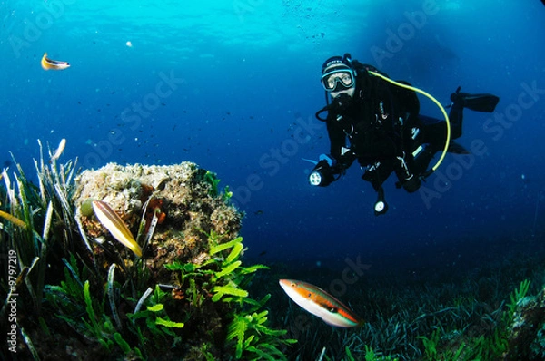 Obraz girelle et plongeur 2