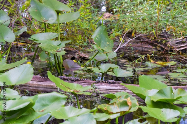Obraz Bird on the tree