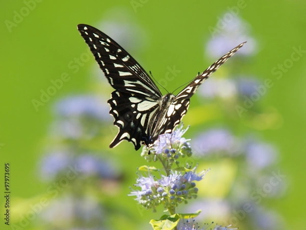 Obraz ガーデンを舞うナミアゲハ