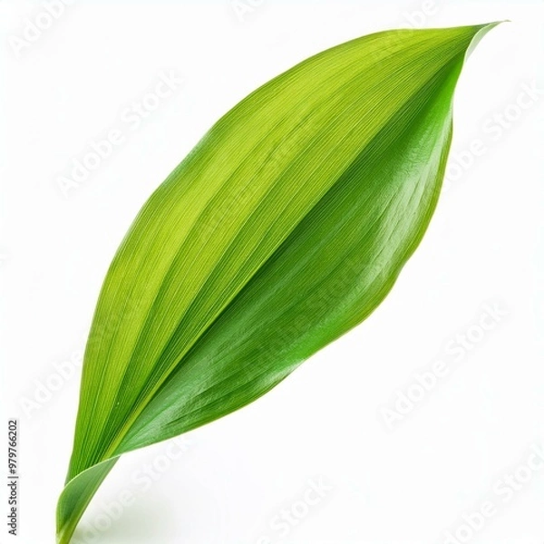 Obraz green leaf isolated on white